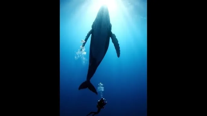 B站硬核会员 - 深蓝星球：探索海洋深处的未知世界